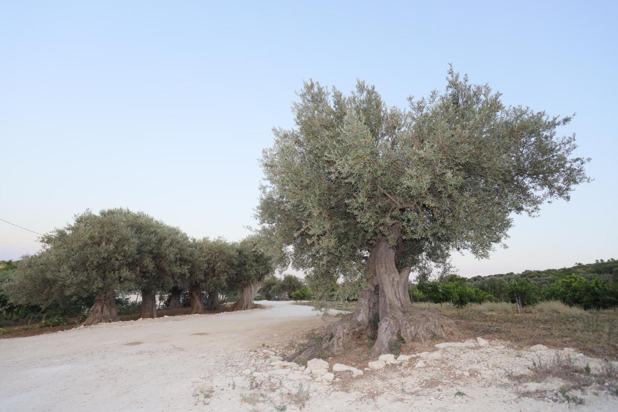 Dea Degli Ulivi House Hotell Agrigento Eksteriør bilde