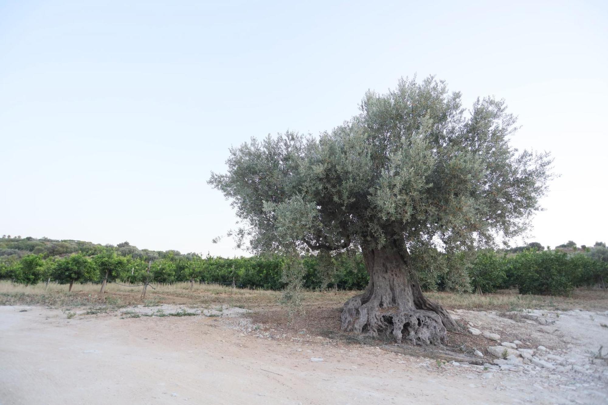 Dea Degli Ulivi House Hotell Agrigento Eksteriør bilde
